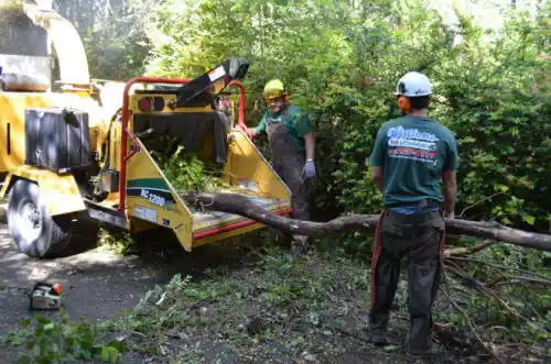 tree services Martinsville